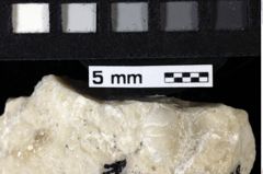 Foto (Detailansicht) von Decapoda indet. (NHMW-GEO-1990-0041-0078)